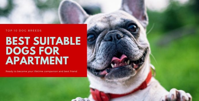 Best suitable dogs for apartment